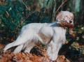Setter Anglais CHITA DE L'ECHO DE LA FORET Setter Anglais CHITA DE L'ECHO DE LA FORET